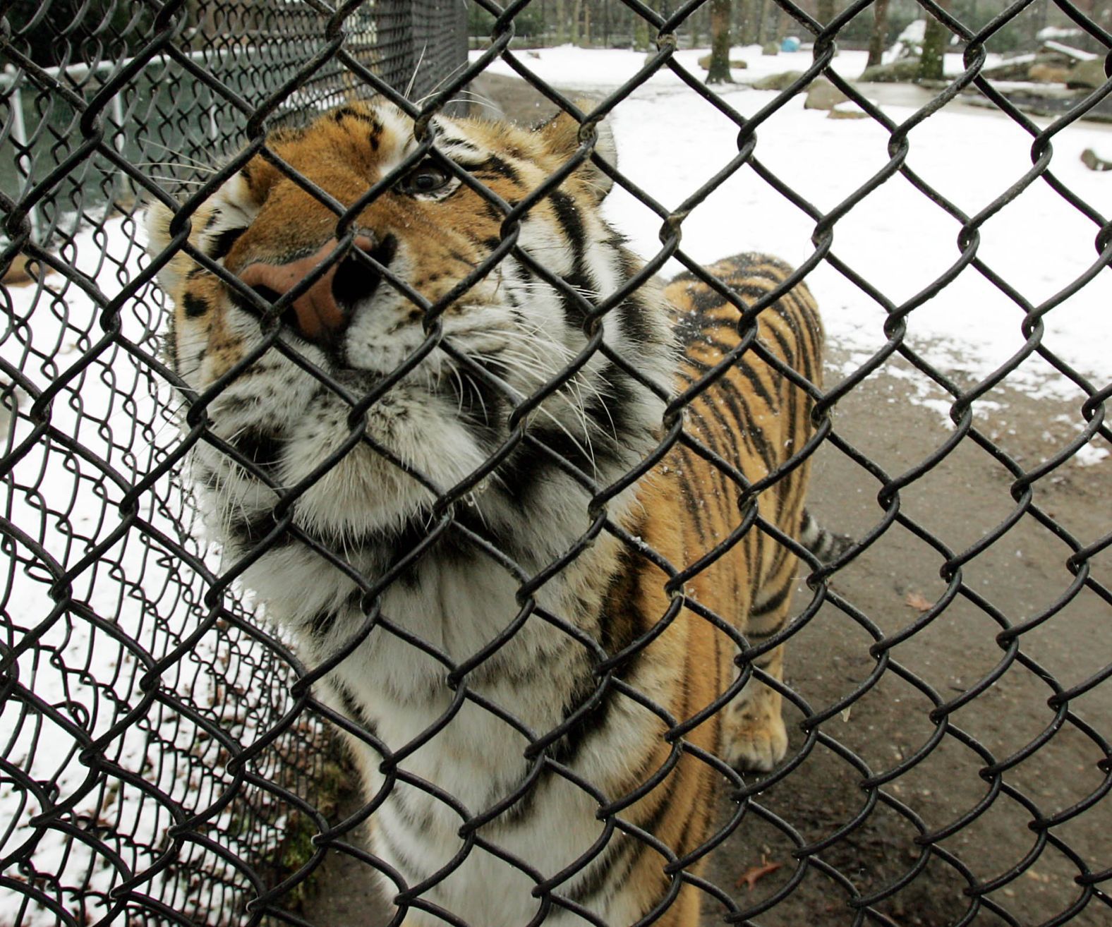 Zoo Snow